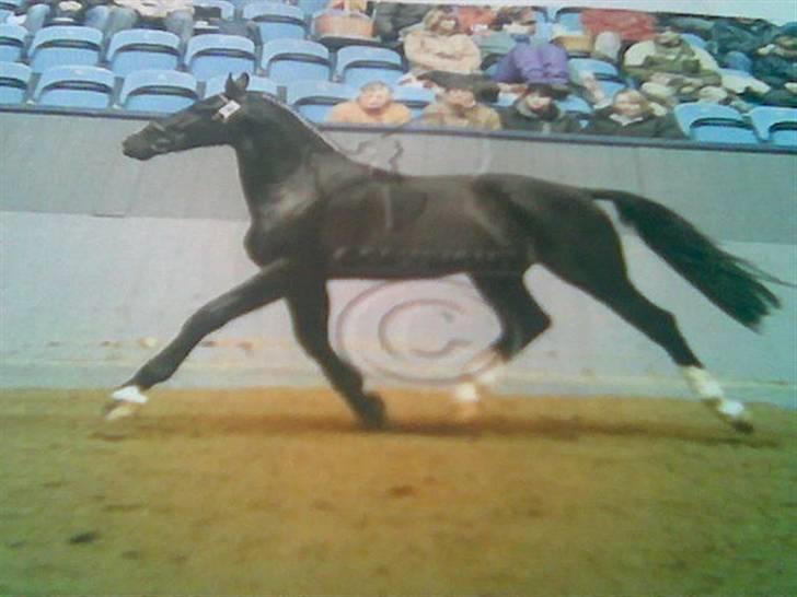 Oldenborg Congo højbogård - kårring februar 2006 billede 6