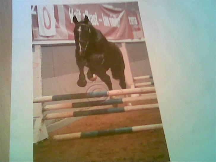 Oldenborg Congo højbogård - kårring februar 2006 billede 7