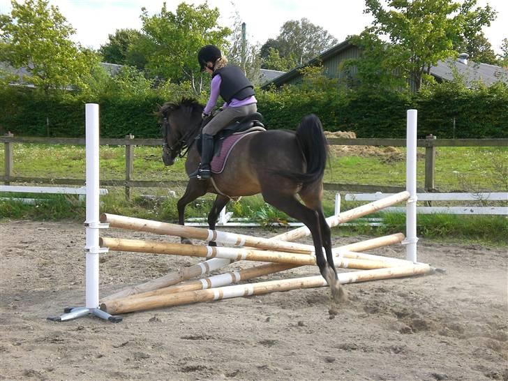 Anden særlig race - Joost :-) - Naturspring bagfra :D! billede 7