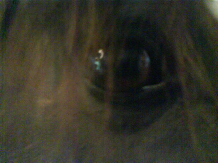 Anden særlig race - Joost :-) - Hans dejlige øje :D!<3 billede 8