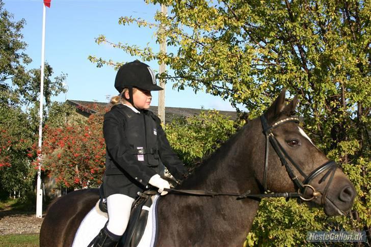 Anden særlig race - Joost :-) - Springstævne. Venter på at komme ind (:. billede 11