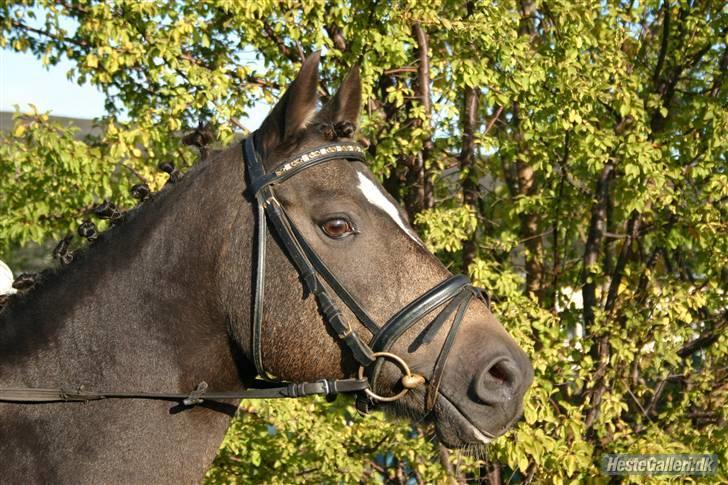 Anden særlig race - Joost :-) - Joost´s hovede (:. Tak fordi i kiggede. Kom tilbage en anden gang måske ;D? billede 12
