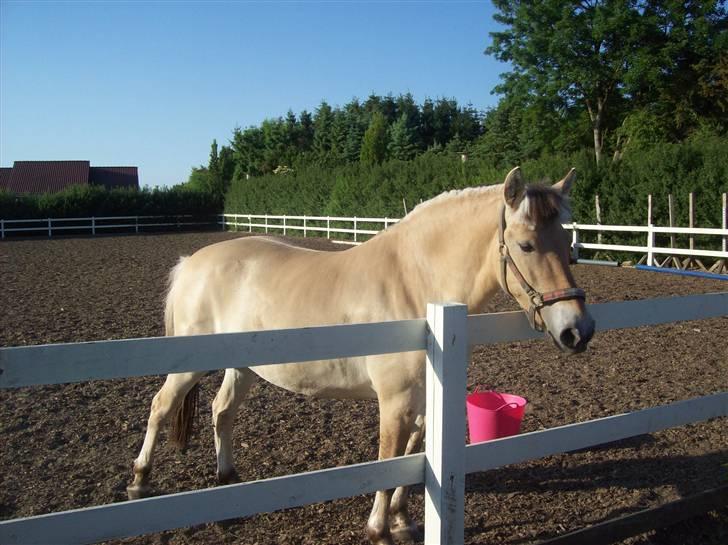 Fjordhest fie (bytte) billede 7