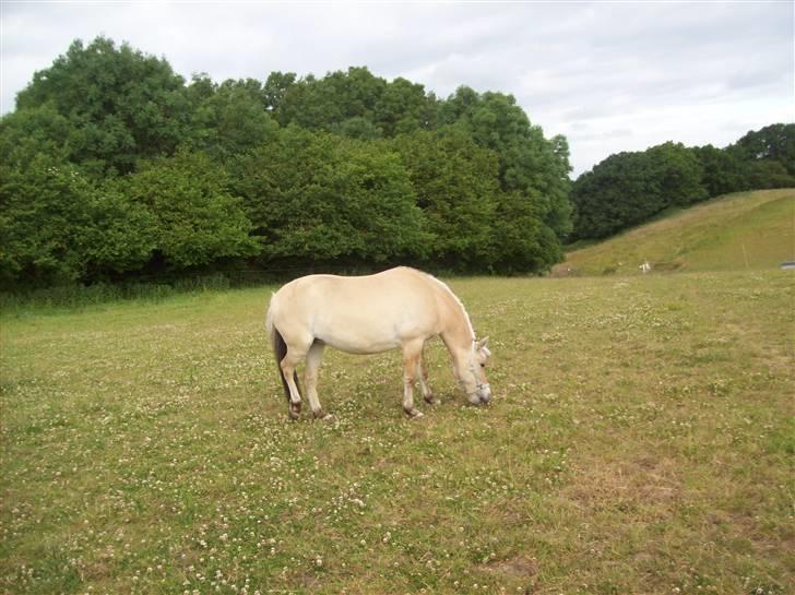 Fjordhest fie (bytte) billede 8