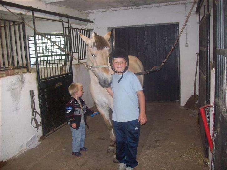 Fjordhest fie (bytte) billede 9