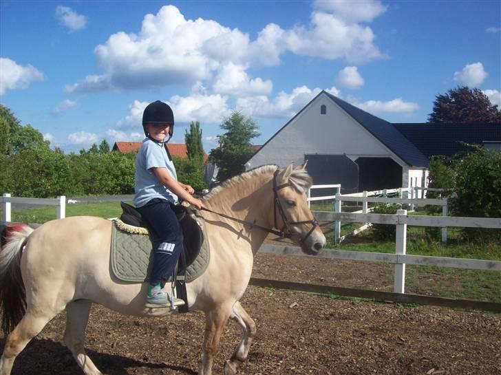 Fjordhest fie (bytte) billede 10