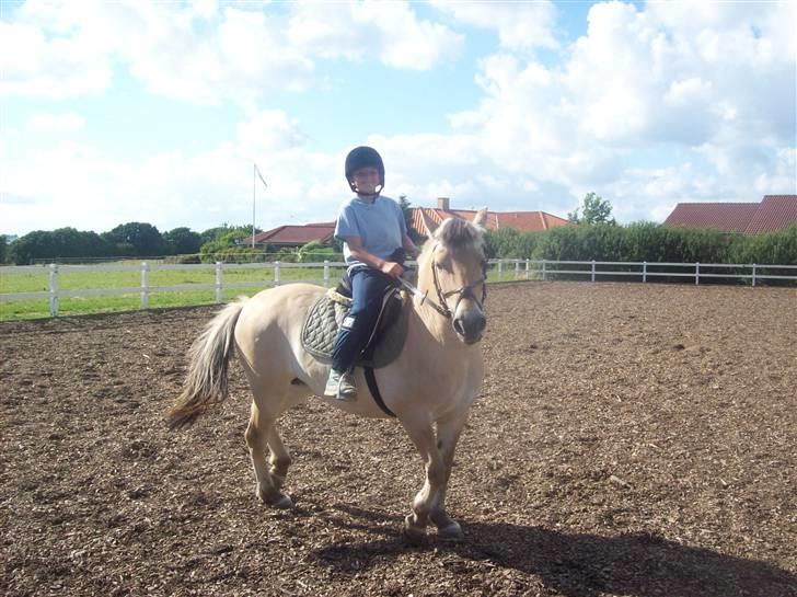 Fjordhest fie (bytte) billede 11