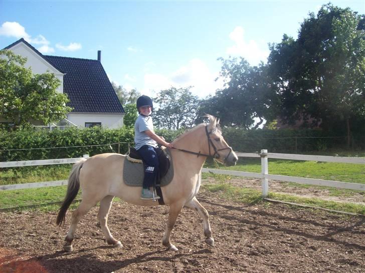 Fjordhest fie (bytte) billede 12