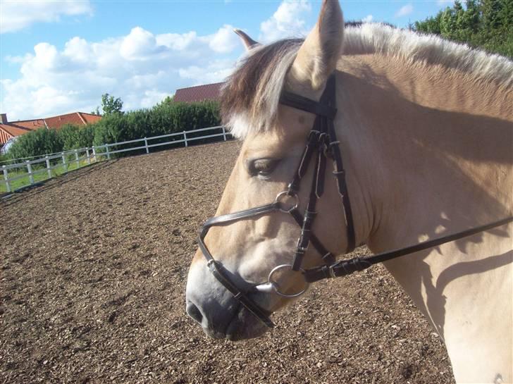 Fjordhest fie (bytte) billede 13