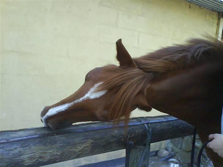 Anden særlig race Bernando - . åhh det klør <3(; Foto:mig billede 7