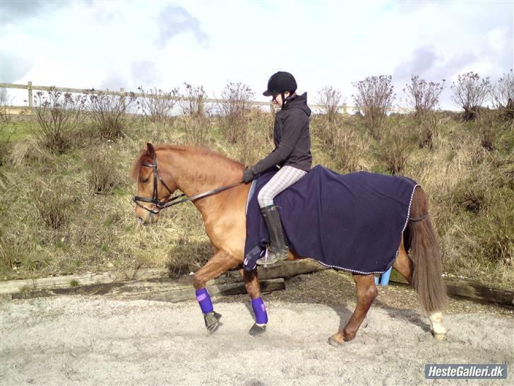 Anden særlig race Bernando - . ligner et maleri :P Foto:Maja billede 9
