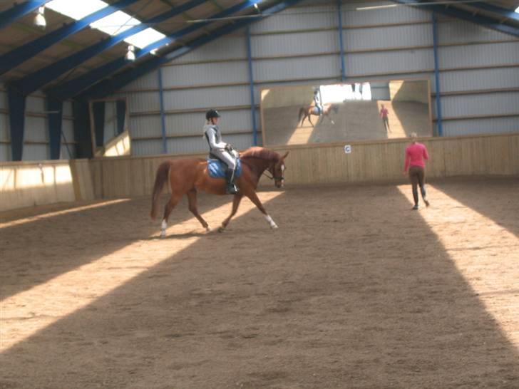 Anden særlig race Bernando billede 10