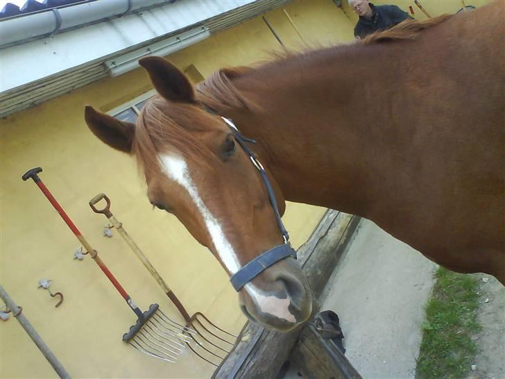 Anden særlig race Bernando - . Uhh hva det du har der?? billede 12