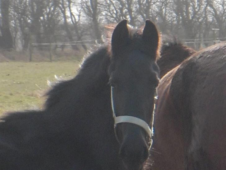 Frieser  # BLAKE # solgt - blake nu 10 mdr gammel ( feb 09 ) billede 13