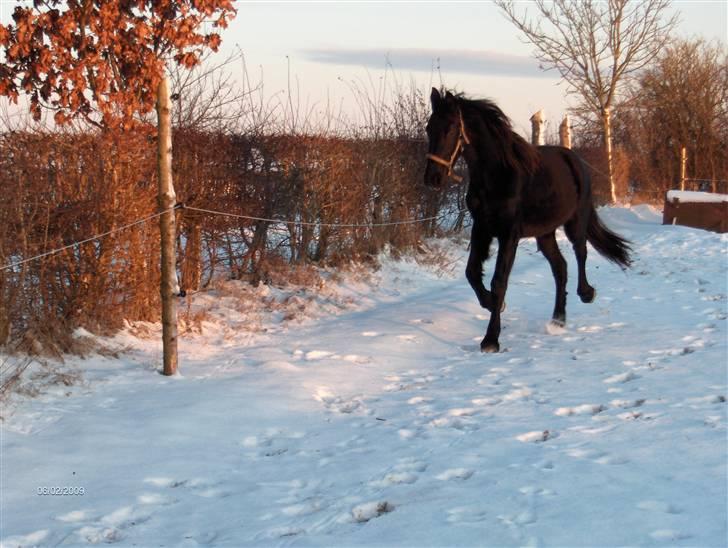 Frieser  # BLAKE # solgt - blake 1½ år billede 14