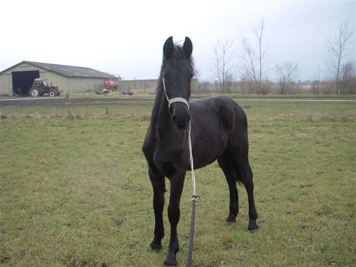 Frieser  # BLAKE # solgt - marts 09 billede 15