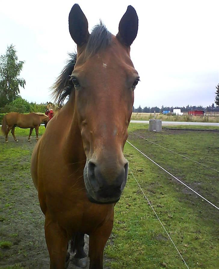 Traver Condo (død)  - Dette er det bedste billede jeg fik af ham...  billede 1