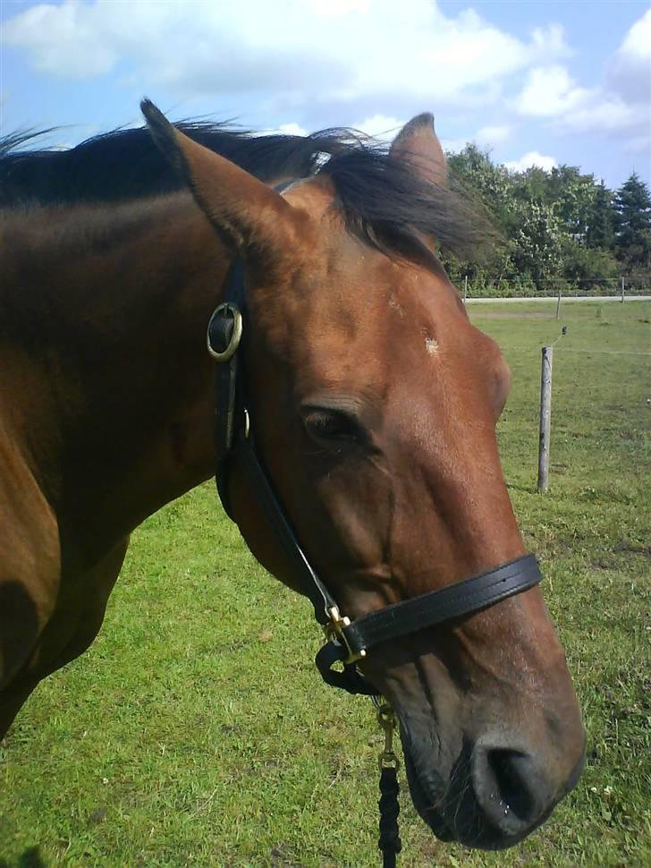 Traver Condo (død)  billede 3