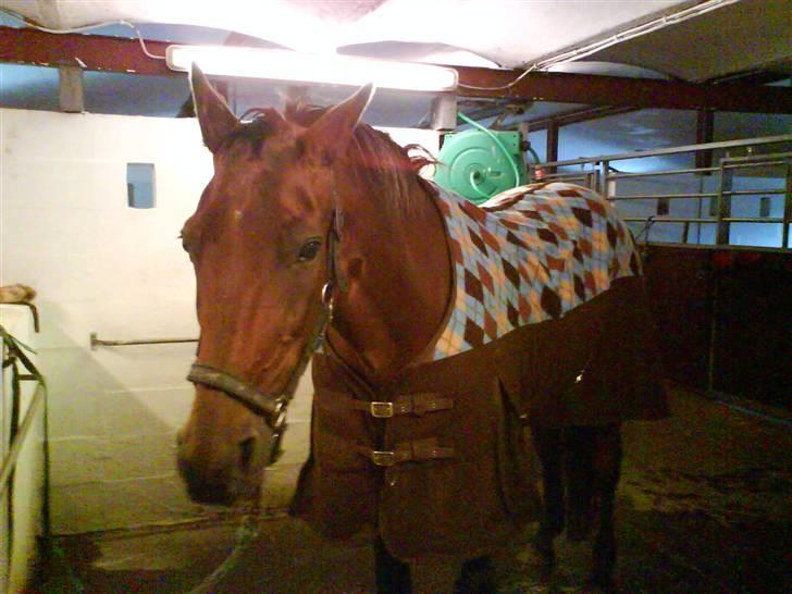 Traver Condo (død)  billede 4