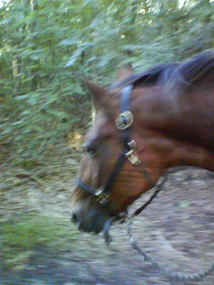 Traver Condo (død)  - billed fra en af vores løbe ture :-) Der findes ikke bedre løbe partner billede 7