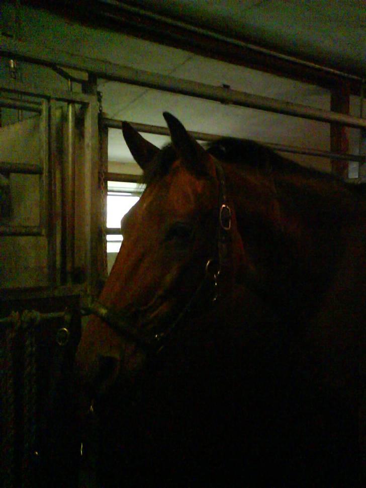 Traver Condo (død)  billede 8