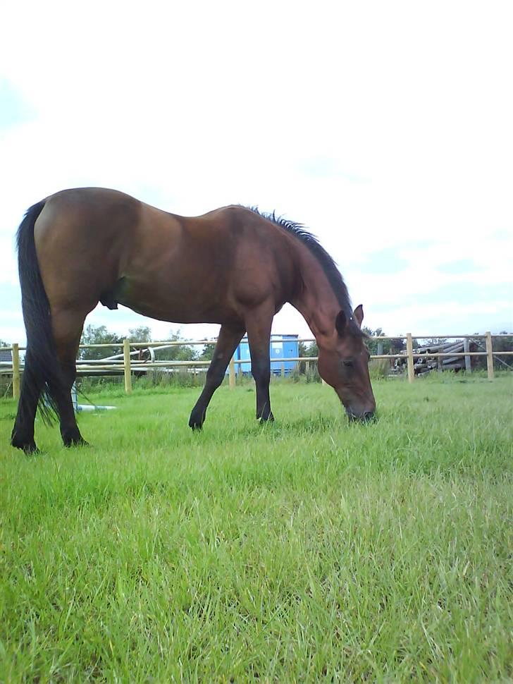 Traver Condo (død)  billede 9