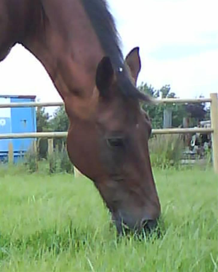 Traver Condo (død)  billede 10