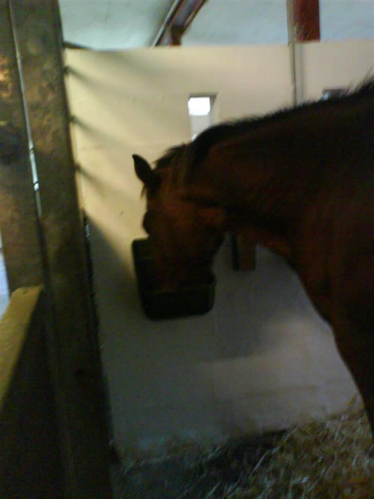 Traver Condo (død)  billede 11