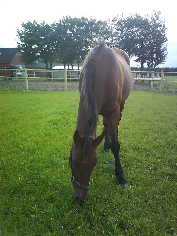 Traver Condo (død)  billede 12