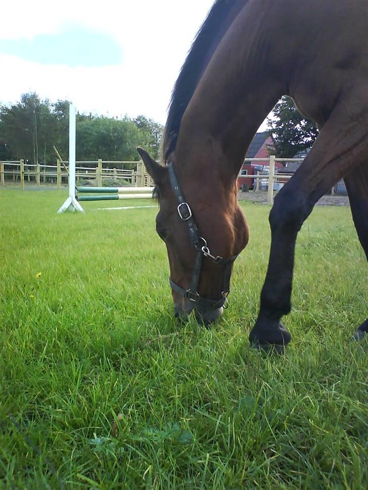 Traver Condo (død)  billede 13