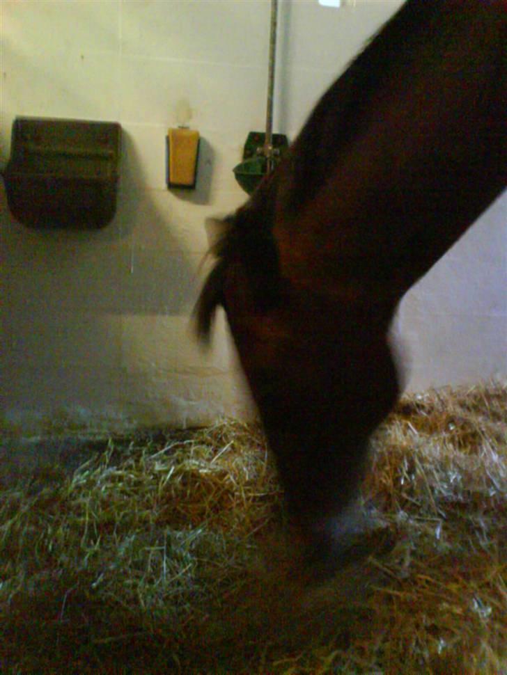 Traver Condo (død)  billede 14