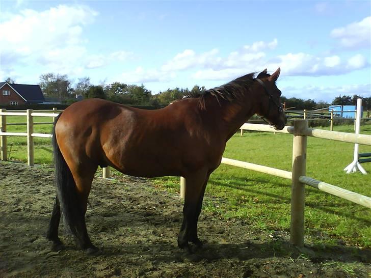 Traver Condo (død)  billede 15