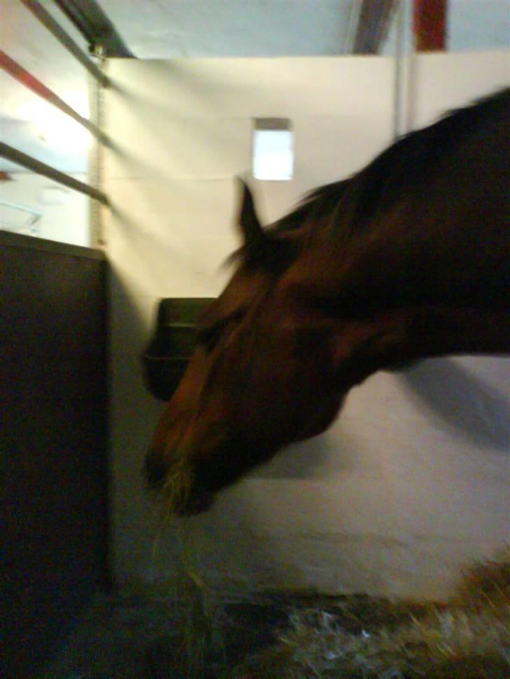 Traver Condo (død)  billede 16