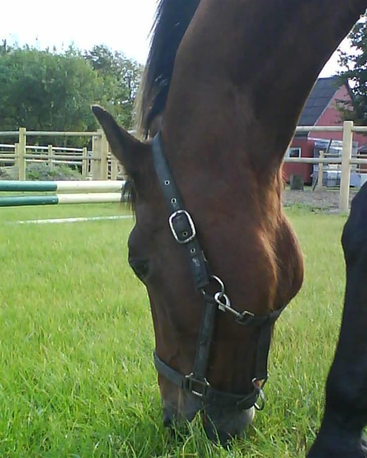 Traver Condo (død)  billede 17