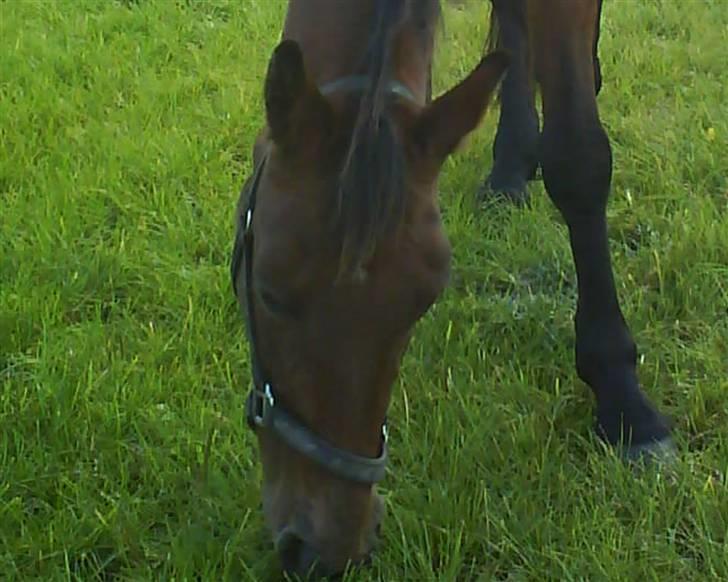 Traver Condo (død)  billede 20