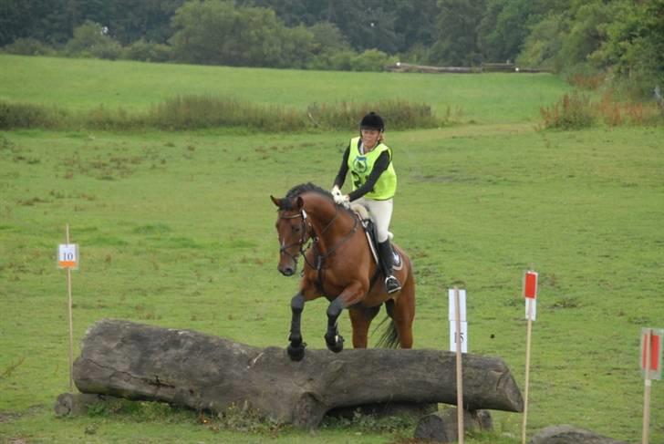 Tysk Varmblod Gentelmann Jazz - første CNC80 blev nummer 3 :D billede 9