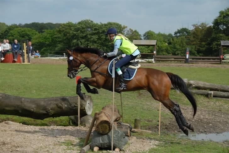 Fuldblod (XX) My Topaz xx - Military talentet Topaz :) billede 1