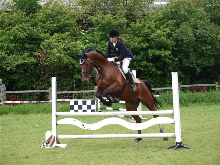 Tysk Varmblod Gentelmann Jazz billede 10