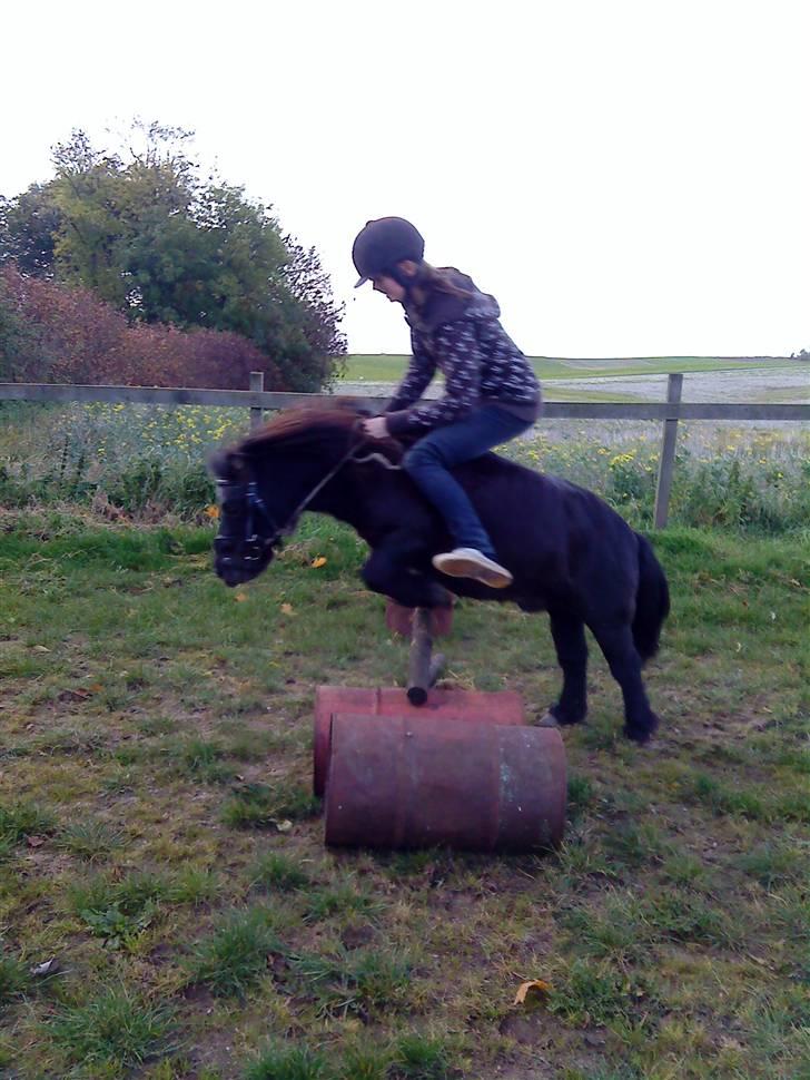 Shetlænder prins<33 R.I.P :'( - her springer vi <33 billede 1