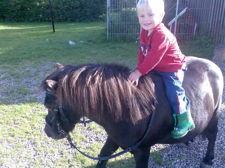 Shetlænder prins<33 R.I.P :'( - min lille bror rider ham billede 2