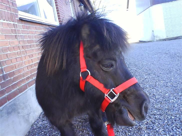 Shetlænder prins<33 R.I.P :'( - her er han lidt træt billede 3