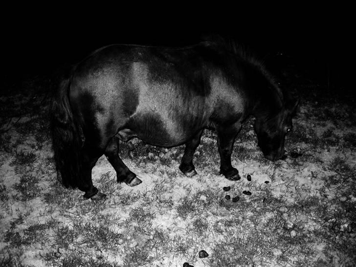 Shetlænder prins<33 R.I.P :'( - sne hesten!<3 ;D  billede 4