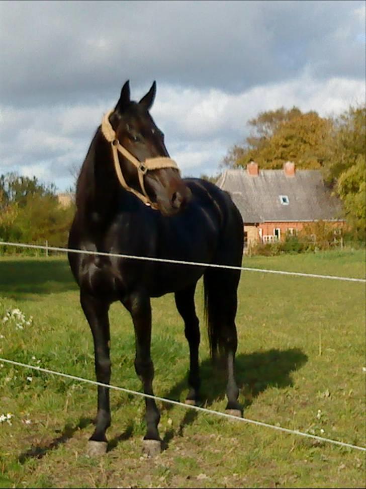 Traver My hella . billede 12