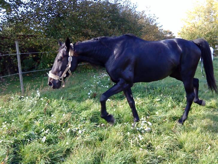 Traver My hella . billede 13