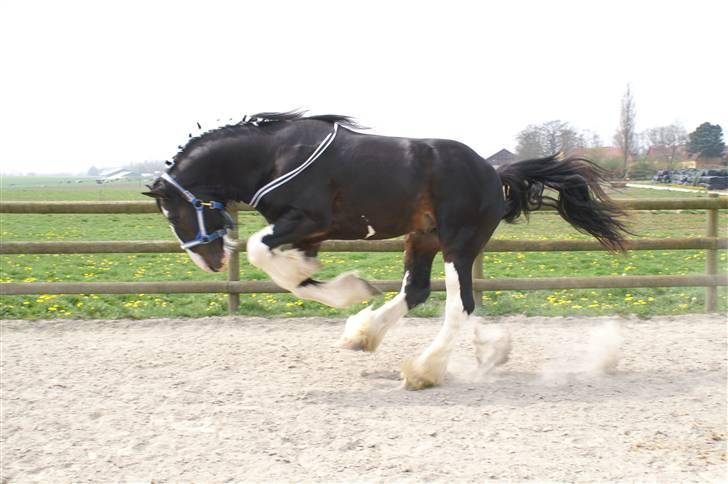 Shire Golchener Hof King Ralph billede 2