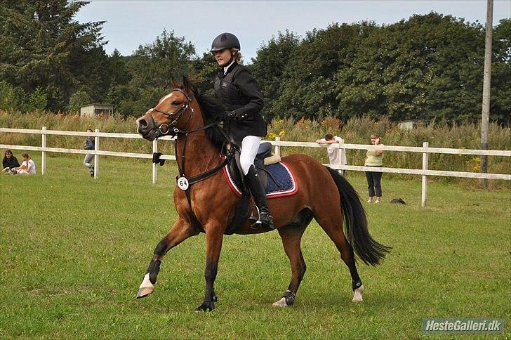 Welsh Pony (sec B) Bøgelygårds Martell - Omspringning i LA** som vi vandt.. billede 9