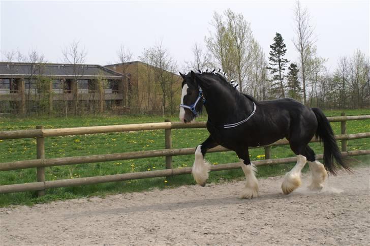 Shire Golchener Hof King Ralph billede 3