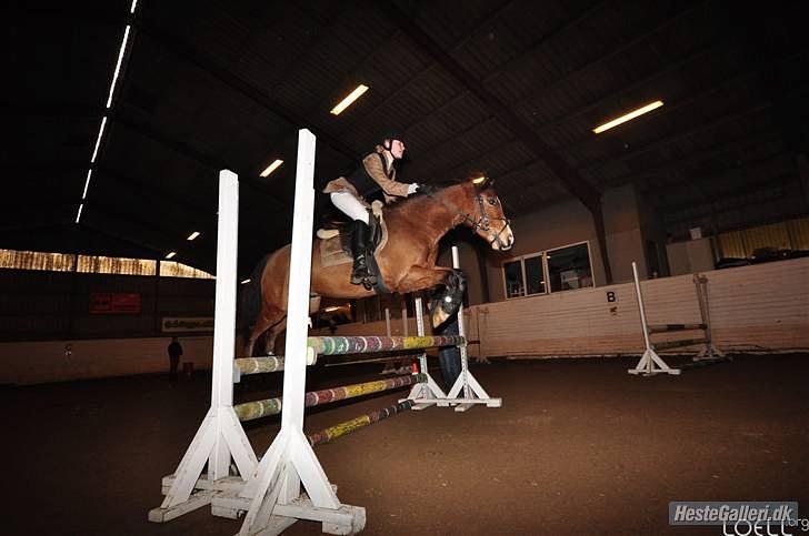 Welsh Pony (sec B) Bøgelygårds Martell - u-LA indendørs. billede 10