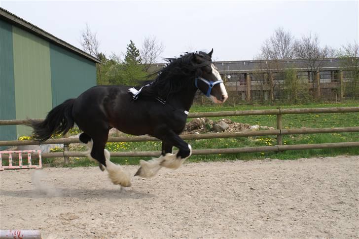 Shire Golchener Hof King Ralph billede 6