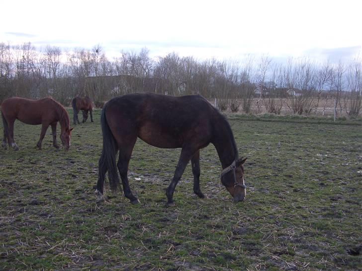 Anden særlig race My Ace *solgt* - For cirka 1 år siden billede 3